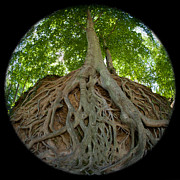 Family Roots Photograph by Joye Ardyn Durham