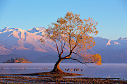 Famous Wanaka Lake Tree In New Zealand Photograph by Evgeny Vasenev Famous Wanaka Lake Tree In New Zealand Photograph by Evgeny Vasenev