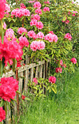 Fancy Fence Photograph by E Faithe Lester