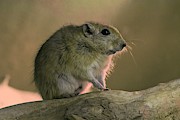 Fat Sand Rat (psammomys Obesus) Photograph by Science Photo Library