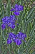 Faux painted Irises Photograph by Penny Lisowski