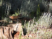 Fawn Front Yard Divide CO Photograph by Margarethe Binkley Fawn Front Yard Divide CO Photograph by Margarethe Binkley