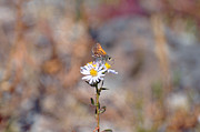 Feasting Moth Photograph by Bruce Gourley