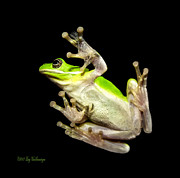 Feathered Frog Photograph by Lucy VanSwearingen
