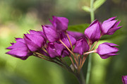 February Color Photograph by Penny Lisowski