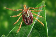 Female Gulf Coast Tick Photograph by Science Photo Library