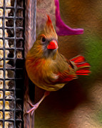 Female Northern Cardinal Photograph by Robert L Jackson Female Northern Cardinal Photograph by Robert L Jackson