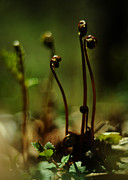 Fern Emergent Photograph by Rebecca Sherman