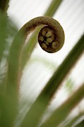 Fern Frond Photograph by Science Photo Library