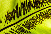 Fern Leaf Photograph by Alexander Fedin