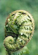Fern Unfurling Photograph by Perennou Nuridsany