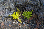 Ferns in volcanic rock Photograph by Daniel Murphy Ferns in volcanic rock Photograph by Daniel Murphy