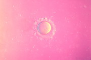 Fertilisation Photograph by Science Photo Library