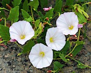 Field Bindweed (convolvulus Arvensis) Photograph by Science Photo Library