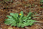 Field Marigold (calendula Arvensis) Photograph by Science Photo Library