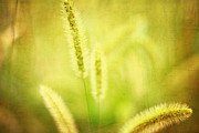 Field of Cat's Tail I Photograph by Beverly Claire Kaiya