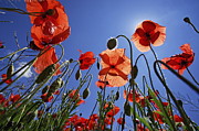 Field of poppies at spring Photograph by Sami Sarkis Photography