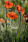 Field Poppy (papaver Rhoeas) Flowers Photograph by Science Photo Library