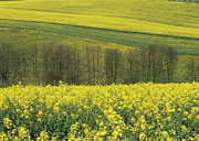 Fields Of Oil Seed Rape Photograph by Science Photo Library