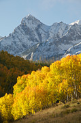 Fiery Aspen Landscape Photograph by Aaron Spong