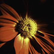 Fiery Red Photograph by Julie Palencia