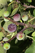 Figs (ficus Carica 'noire De Caromb') Photograph by Science Photo Library