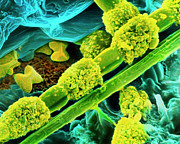Filamentous Alga Photograph by Science Photo Library