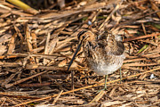 Finally Found That Snipe Photograph by Debra Martz