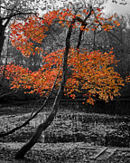 Finding Autumn Photograph by Kirkodd Photography Of New England