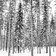 Finland, I Went For A Walk And My Photograph by Aleck Cartwright