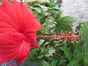 Fire and Ice Hibiscus Photograph by Ashley Goforth
