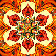 Erythrina On Fire Photograph by Karen Hochman Brown