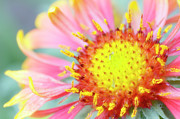 Firewheel (gaillardia Pulchella) Photograph by Science Photo Library