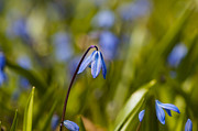 First Bloom Photograph by Dan Hefle
