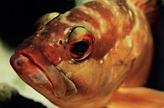 Fish Photograph by Science Photo Library