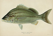 Fish Margate Fish Drawing by Granger