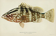 Fish Nassau Grouper Drawing by Granger