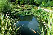 Fish Pond Photograph by Science Photo Library