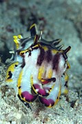 Flamboyant Cuttlefish Photograph by Science Photo Library