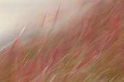 Flames Rising Photograph by Marilyn Cornwell