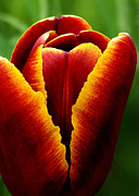 Flaming Heart Tulip Photograph by Kathi Mirto
