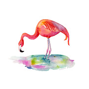 Flamingo Dip Painting by Amy Kirkpatrick