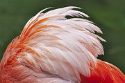 Flamingo Feathers Photograph by Susan Candelario Flamingo Feathers Photograph by Susan Candelario