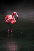 Flamingo  Photograph by Hannes Cmarits