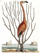 Flamingo With Keratophyton Plant, 1731 Photograph by Wellcome Images Flamingo With Keratophyton Plant, 1731 Photograph by Wellcome Images