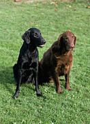 Flat-coated Retrievers Photograph by Science Photo Library