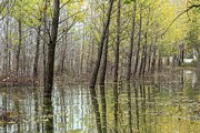 Flooded Poplar Plantation Photograph by Science Photo Library