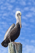 Florida Brown Pelican Photograph by Kim Hojnacki Florida Brown Pelican Photograph by Kim Hojnacki