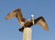 Florida Pelican Photograph by Kim Hojnacki Florida Pelican Photograph by Kim Hojnacki