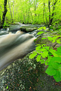 Flow of Life Photograph by Bryan Bzdula